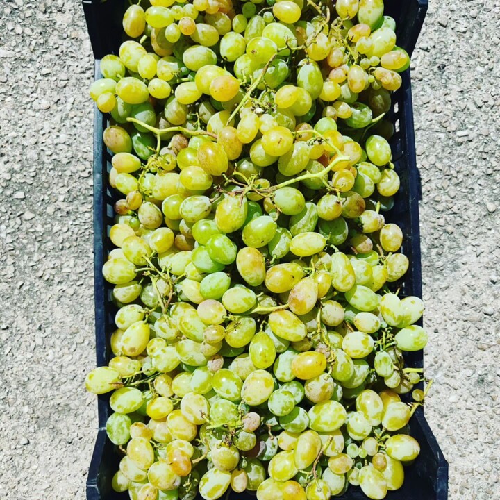 374573882_686205870203493_5849867877905981313_n.jp