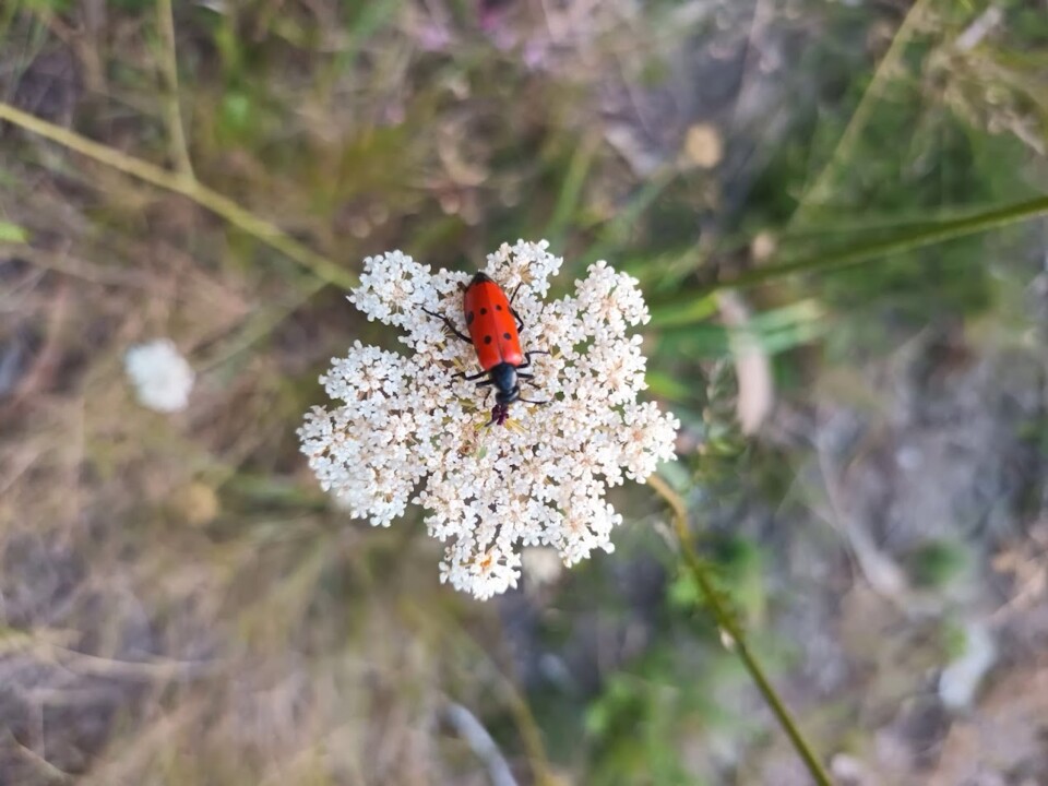 Não me canso disto insecto1.jpg