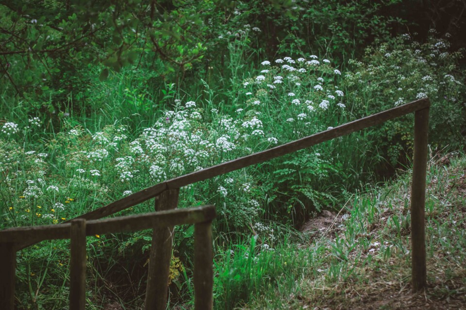 biodiversidade 11.jpg