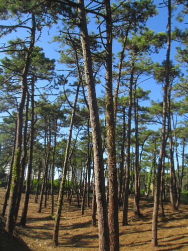 IMG_3798.JPG IMG_3798.JPG