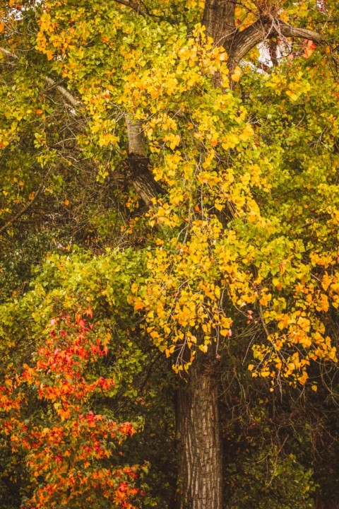 outono_quinta_das_conchas 16.jpg