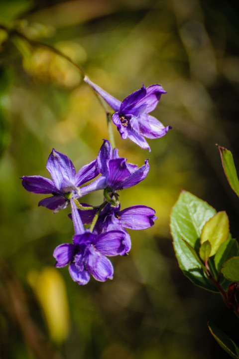 delphinium pentagynum 19.jpg