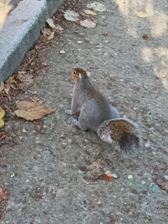 Não me canso disto esquilo_1.jpg