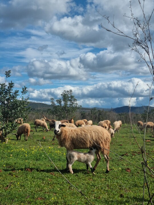 Ovelha churra_JAD.jpg