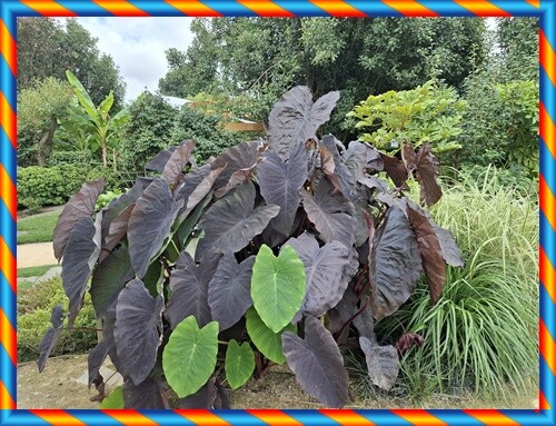 27b_Ponte_de_Lima (175).jpg