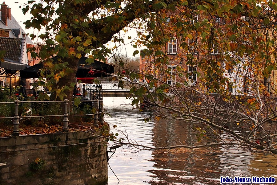 ARVOREDO SOBRE O CANAL.JPG