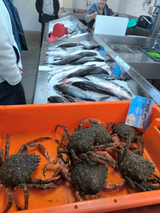 603772436_2732978760371046_7834196104301717483_n.j