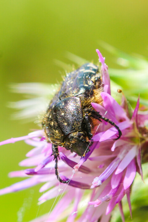 escaravelho das flores 5.jpg