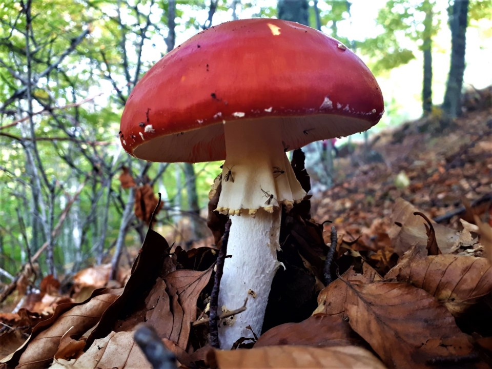 COGUMELO VERMELHO SÓ.jpg