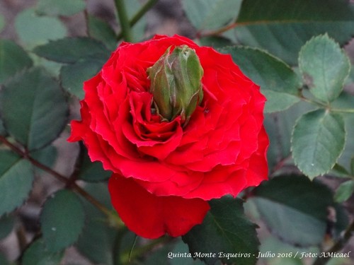 4 -Rosa - Julho 2016 - DSC00233.jpg