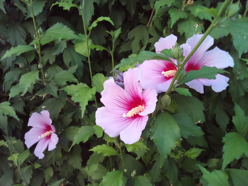 Foto original DAPL 20160725..jpg Foto original DAPL 20160725..jpg