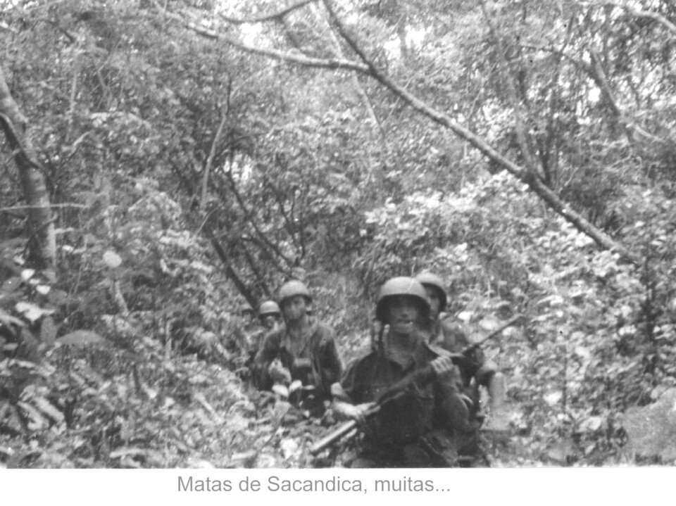 - Matas de Sacandica - muitas....jpg