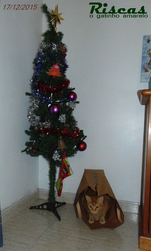 sacoarvoregato.JPG sacoarvoregato.JPG