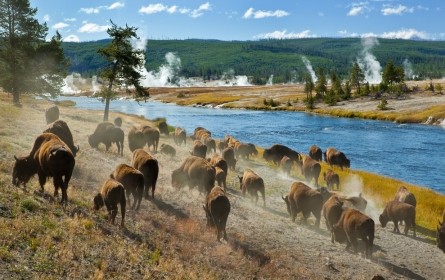 yellowstone-bison.jpg