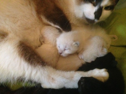 IMG-20180410-WA0008.jpg IMG-20180410-WA0008.jpg