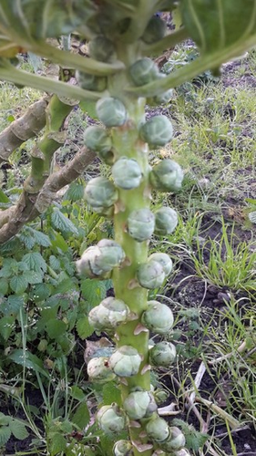 untitled.PNG untitled.PNG