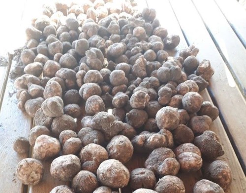 tubera.jpg tubera.jpg