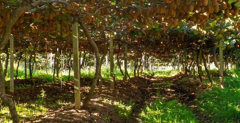 Plantação-de-Kiwi-Foto-divulgação.png