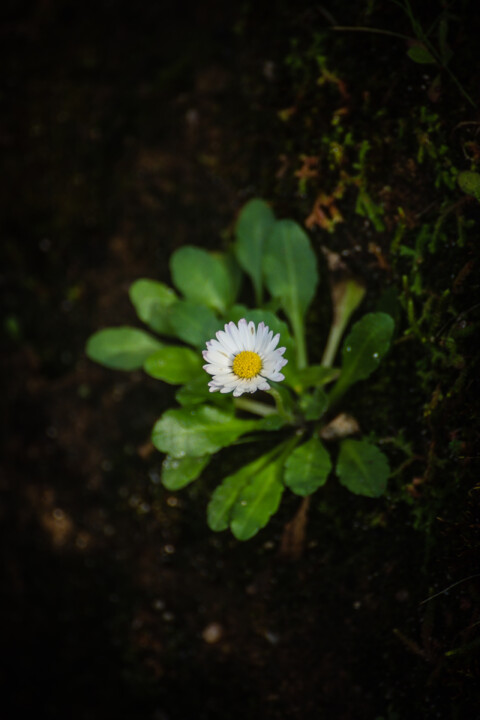 montachique marco 11.jpg