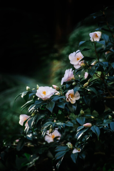 estufa fria dezembro 11.jpg