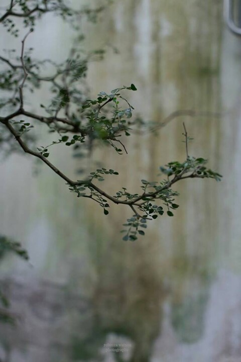 56390466_2063671153728746_1437702339120070656_n.jp