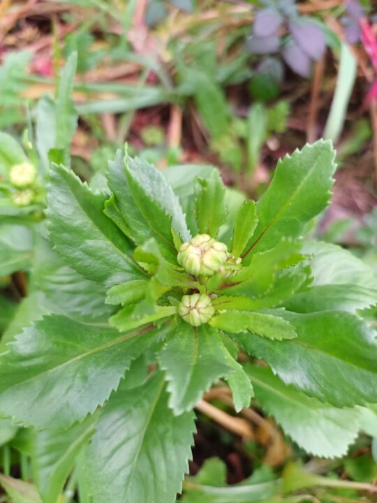 Não me canso disto_Inverno5.jpg