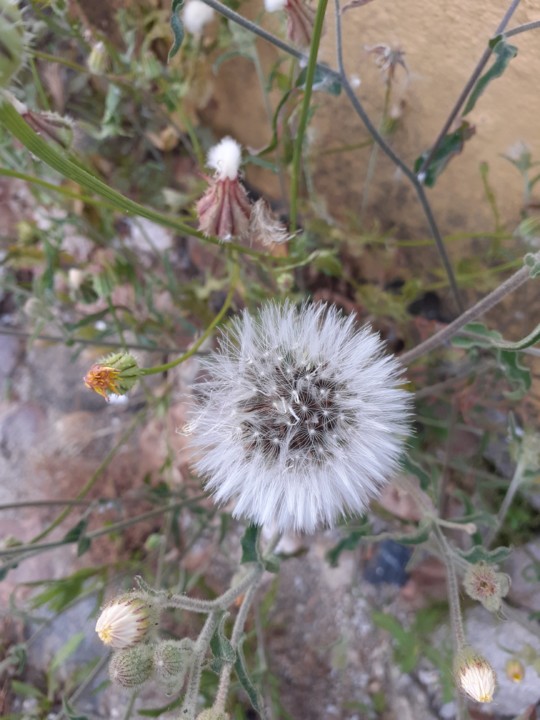 Dente de Leão. Foto original. 2021.05.22.jpg