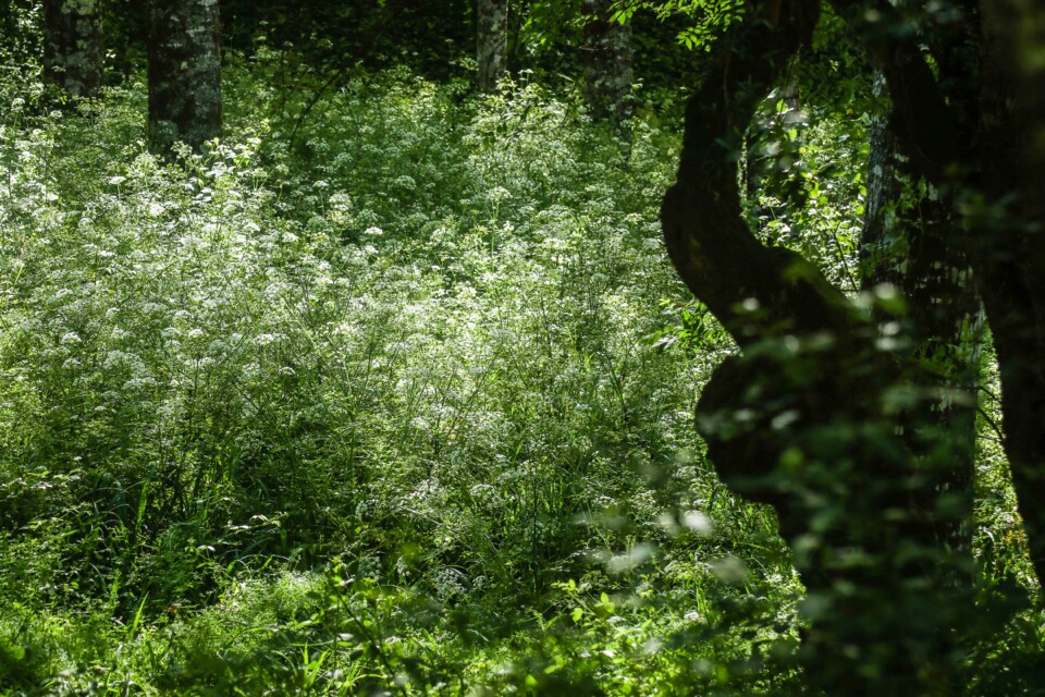 biodiversidade 8 b.jpg