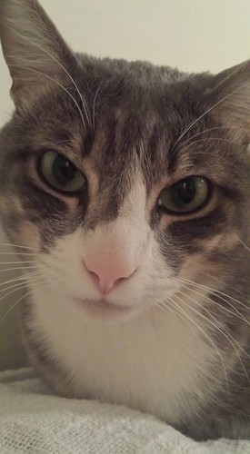 14721447_1568819689810648_3414547983330847222_n.jp