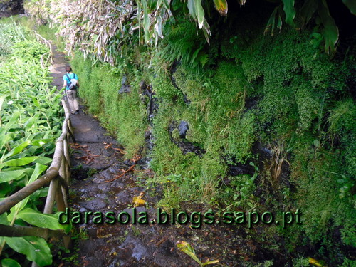 azores_flores_faja_lopo_Vaz_10.JPG azores_flores_faja_lopo_Vaz_10.JPG