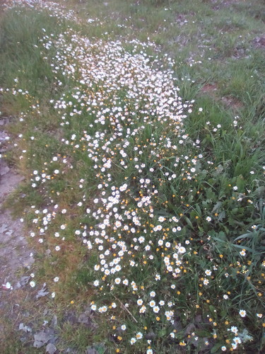 Original DAPL Alentejo 2017.jpg