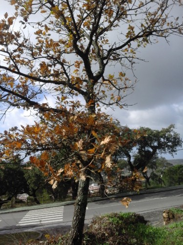 Carvalho Portalegre 2017.jpg