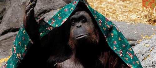 orangutango.jpg