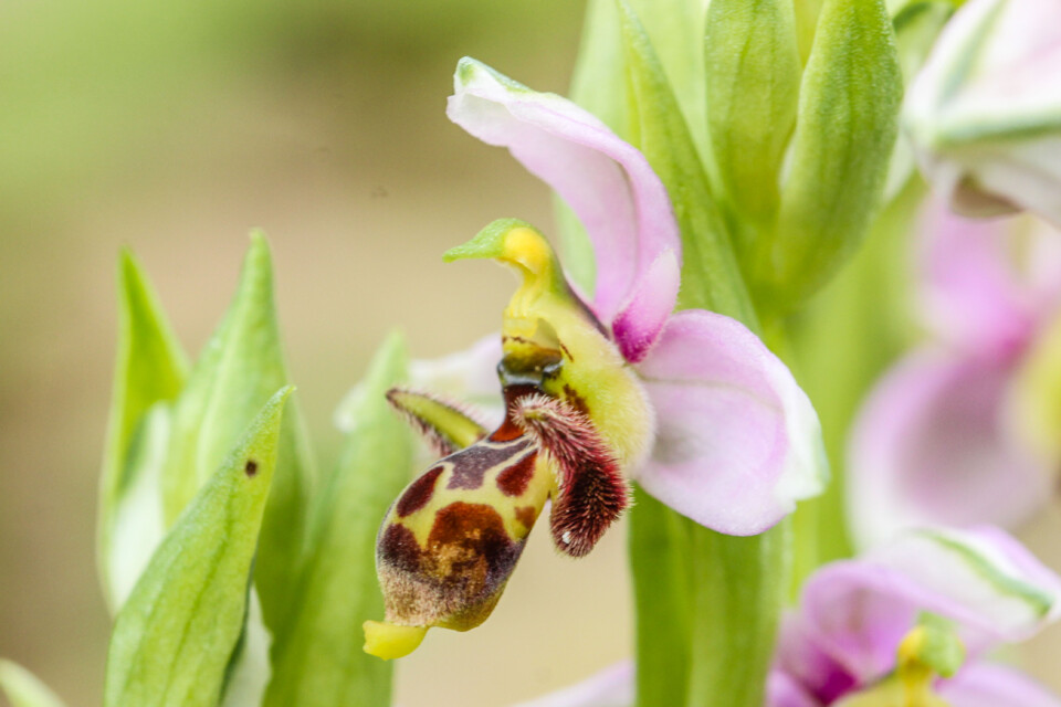 flor dos passarinhos 5 a.jpg