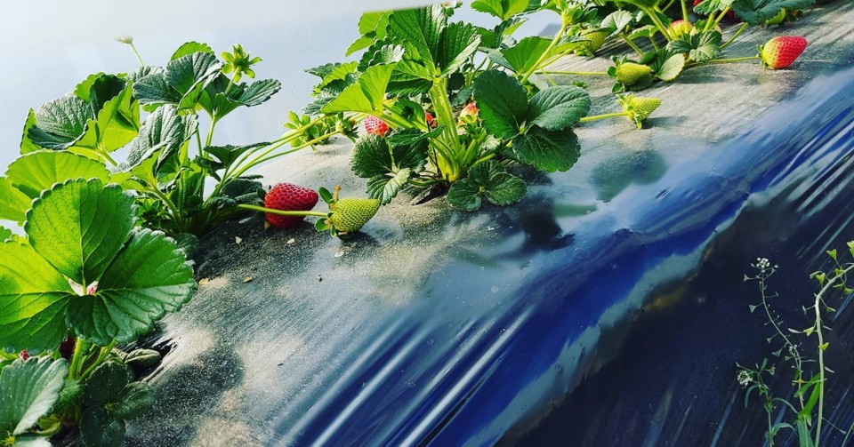 162048191_1976455022494249_7528990972678249651_o.j