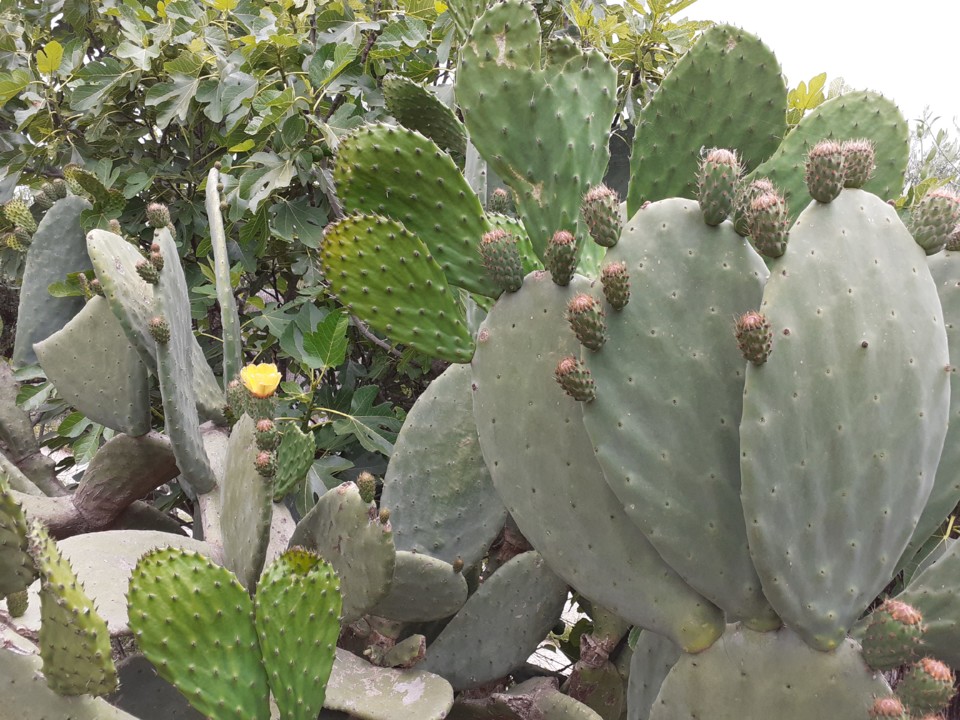 Figueiras da Índia. Foto original. 2021.05.24.jpg