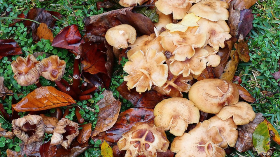 124188076_10218781108253894_4430044744710260938_o.