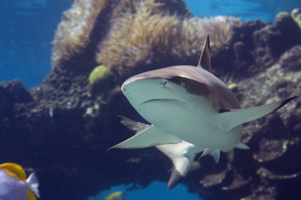 9139_blacktip-shark.jpg