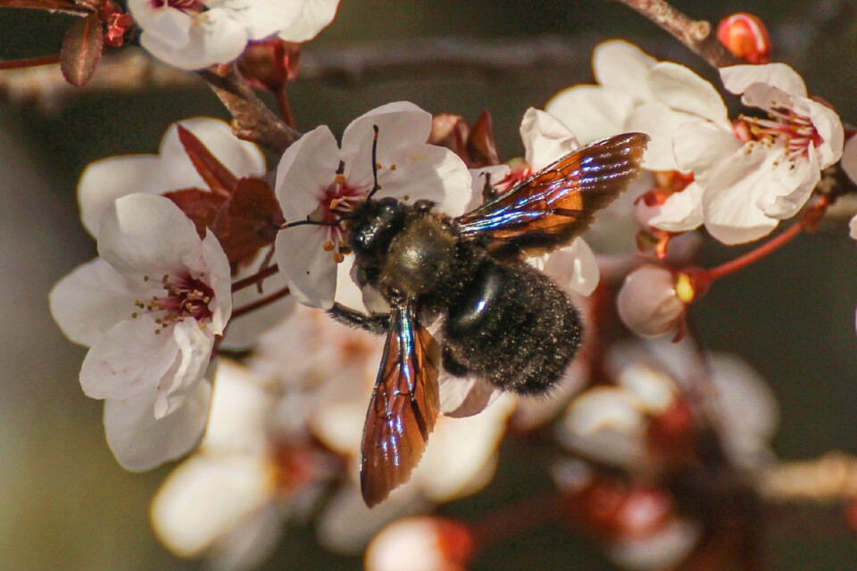 ameixeira-de-jardim insetos 6.jpg