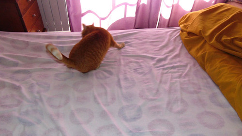 cama002.JPG cama002.JPG