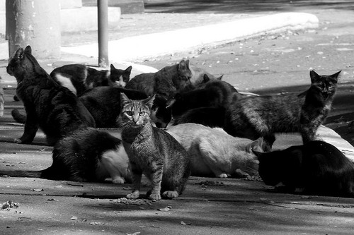 gatos-de-rua.jpg