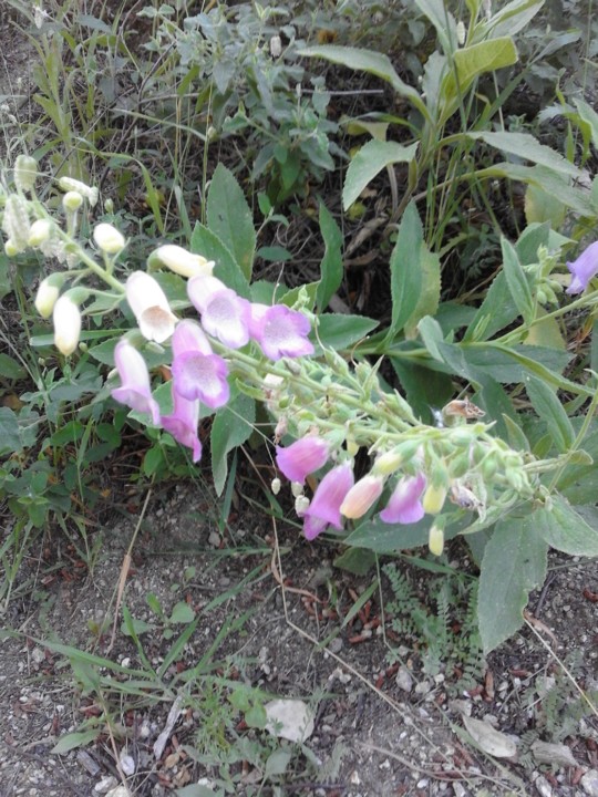 Dedaleira. foto original. 2019. 05. jpg