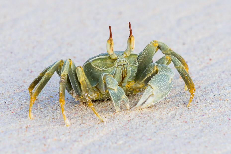 crab-seychelles-indian-ocean-nature.jpg