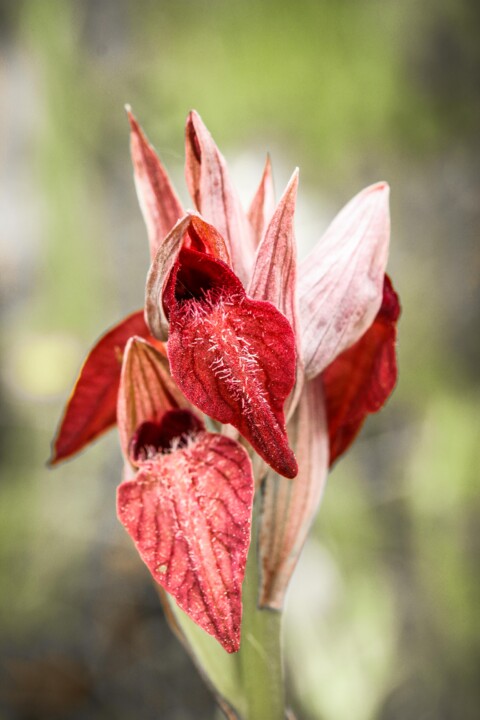 serapias cordigera 1.jpg