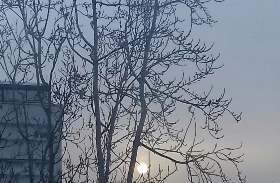 20200319_073557-1.jpg 20200319_073557-1.jpg