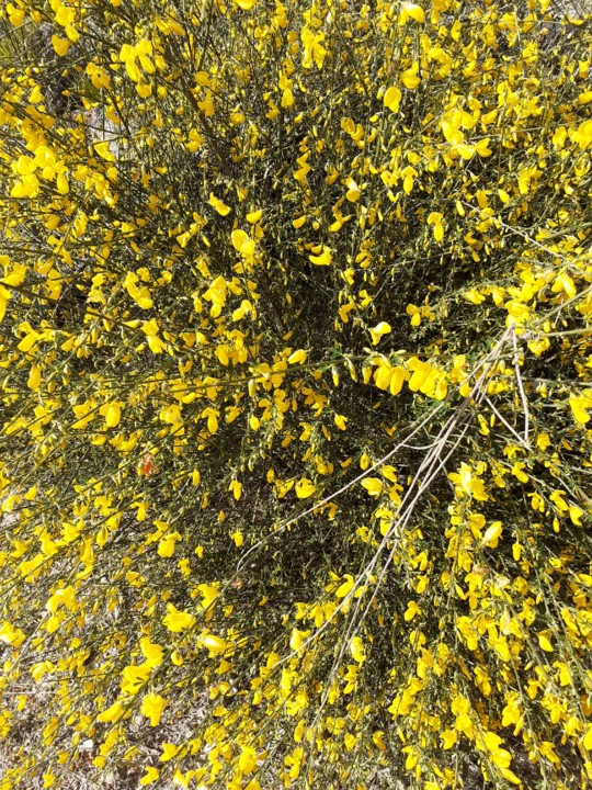 Giesta amarela florida. Foto original. 2021. 04. jpg