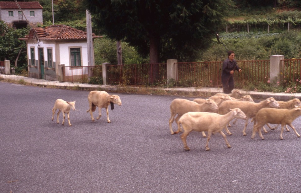 947 c posto gf s gregório.jpg