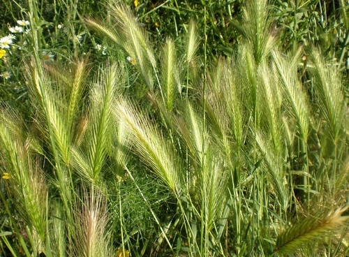 Gramíneas.jpg