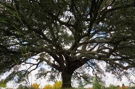 Sobreiro que assobia.jpg Sobreiro que assobia.jpg