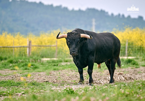 CANAS VIGOUROUX 14.jpg